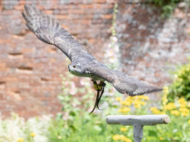 Delapre Abbey hosted a re-enactment event on Sunday July 14, 2024, including a medieval hawking show, re-enactors and a guided tour of the registered battlefield.