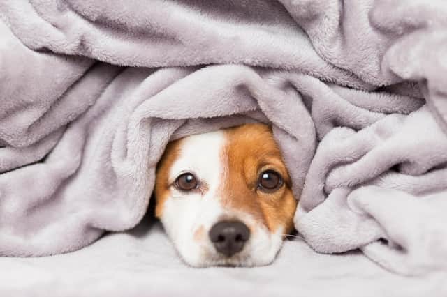 Keeping pets warm this winter is essential (photo: Adobe)