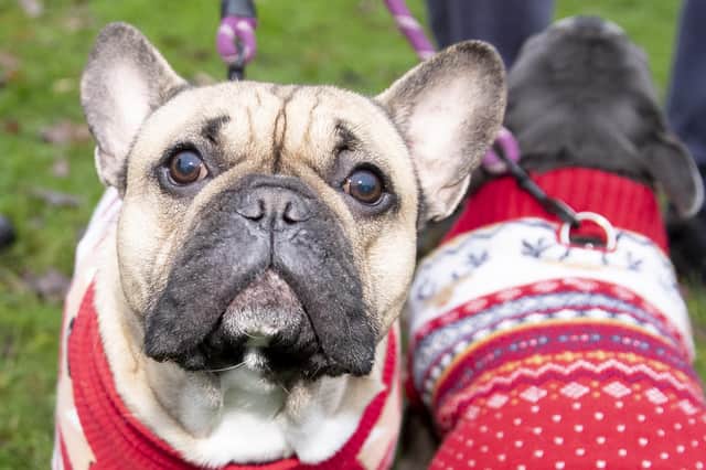 The French Bulldog Meet & Walk group’s Christmas walk at Hunsbury Hill Country Park on Sunday December 4, 2022.