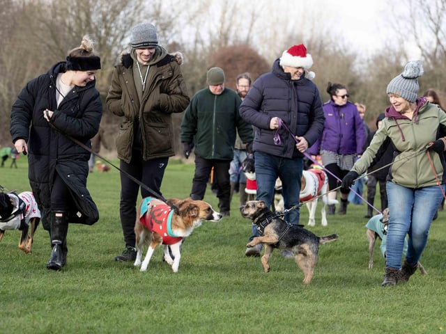 The popular event saw more than 100 dogs walked around Bradlaugh Fields in Northampton on Sunday (December 22).