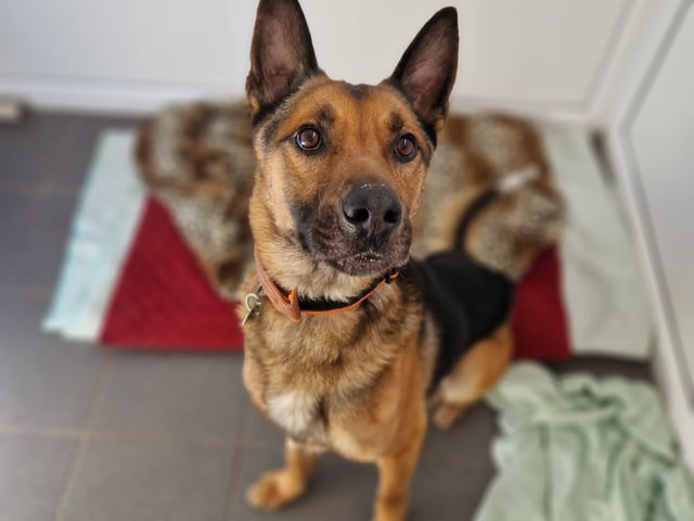 Max is a small six-year-old German Sheperd. He is a very clever lad who knows many commands. He loves to play and listens well.
