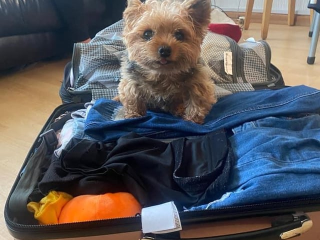 Fifi said: "I think you forgot to pack me in your suitcase, no way are you going on holiday without me."