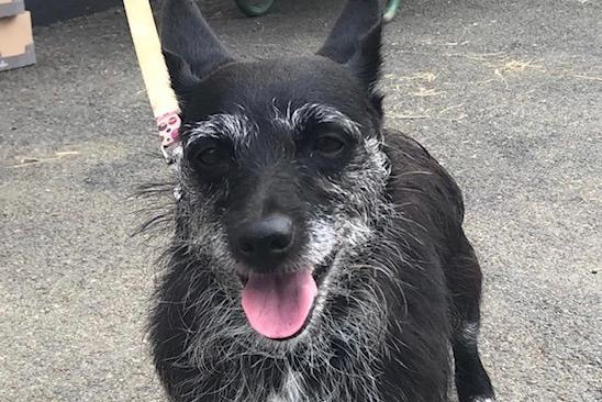 Annie said: "Pixie is a totally broken older terrier lady who has had a tough life and is fearful of everything. Pixie needs a very quiet, secure patient home with some one that is prepared to give her time to decompress."