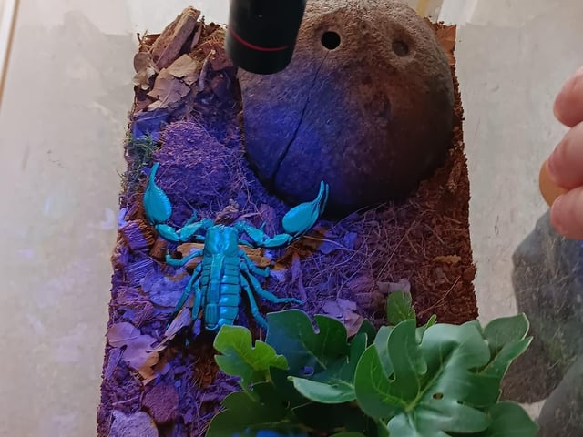 Scorpion under ultraviolet light