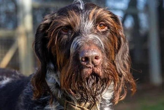 Annie said: "Brutus is an eight-year-old wire haired pointer, he is housetrained, knows commands, has a good recall and really is a pleasure to spend time with.
However an active home with no other animals is essential."