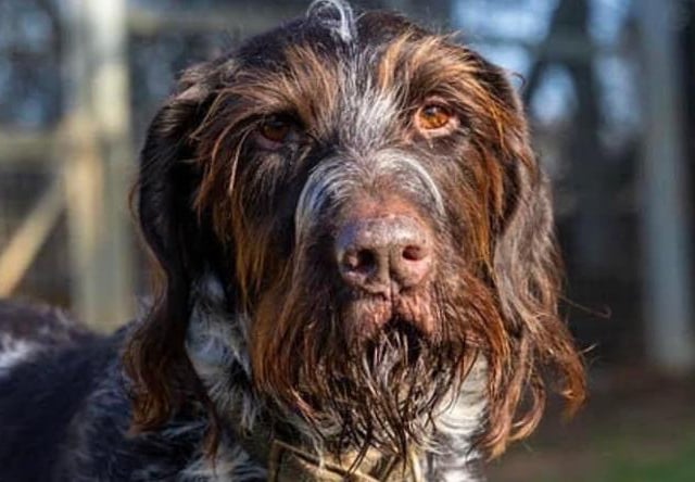 Annie said: "Brutus is an eight-year-old wire haired pointer, he is housetrained, knows commands, has a good recall and really is a pleasure to spend time with.
However an active home with no other animals is essential."