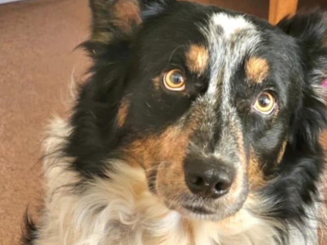 Bruno is a smart and handsome 8-year-old Border Collie. He would thrive in an active home and gets along well with other dogs.