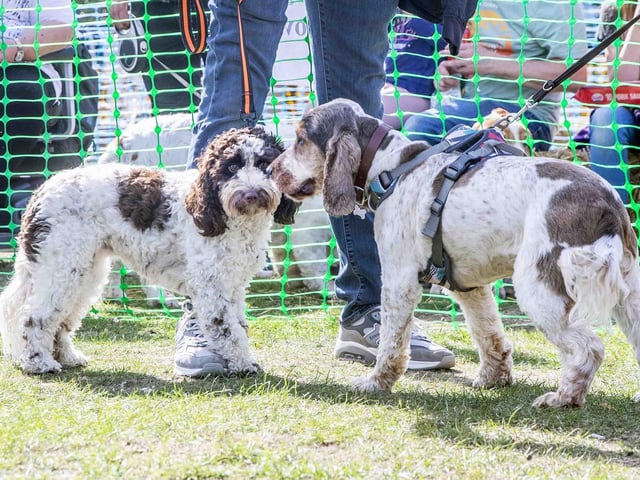 Pooches and owners alike enjoying the popular dog festival on Saturday September 14, 2024.