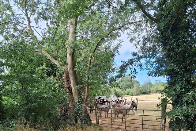 Alpacas at Winwick