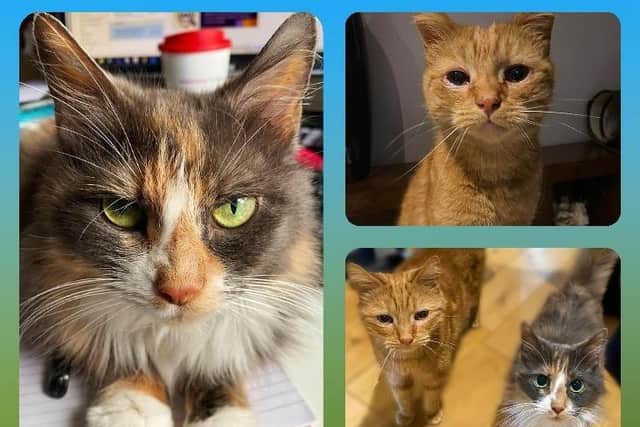 Some of the pets who are looking for their forever homes in Northamptonshire.
