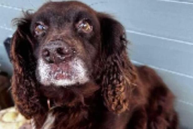 Lottie, our stunning spaniel, was rehomed a while ago but has returned to us after her new mum was sadly admitted to hospital. She’s a calm, happy, house-trained girl who would love a quiet and caring home.