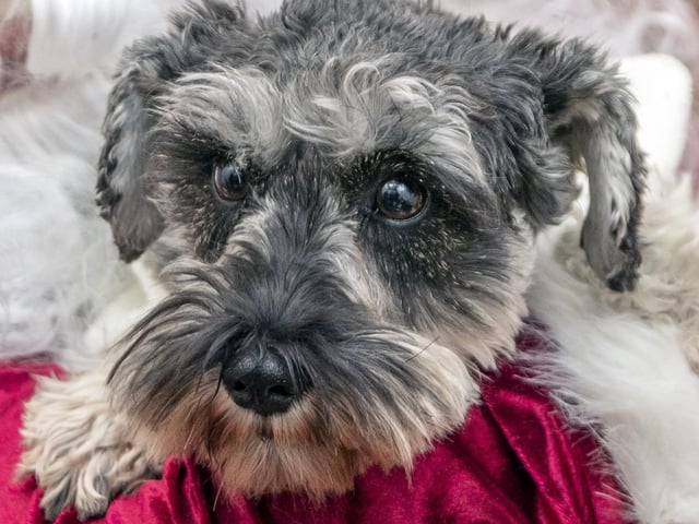 Teddy’s Dog Care, situated in Wootton, hosted a luxury Santa Paws Grotto experience for dogs on Saturday December 17, 2022.