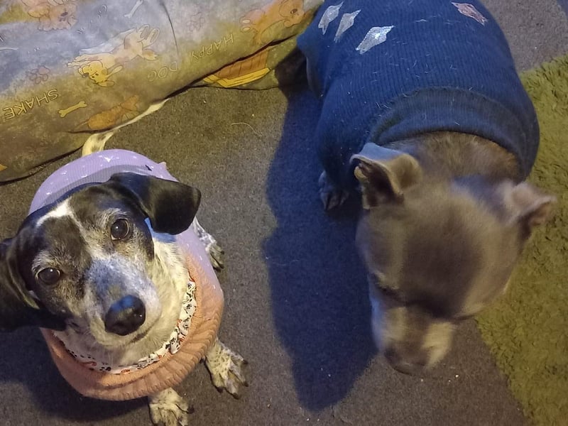 Molly and Milo in their Christmas jumpers.