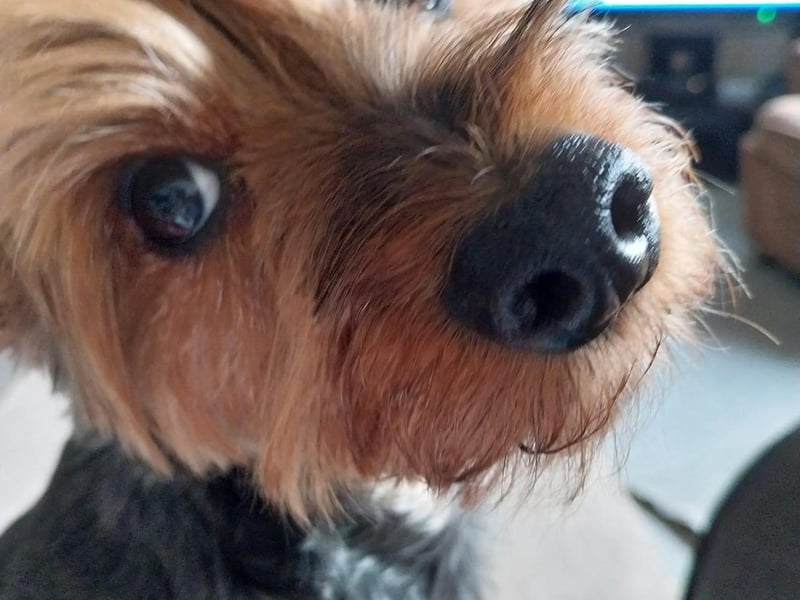 Milo pictured.