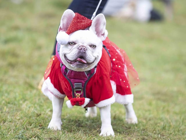 Nearly 100 French Bulldogs wore Christmas outfits for a festive walk at Hunsbury Hill Country Park on Sunday (December 17).