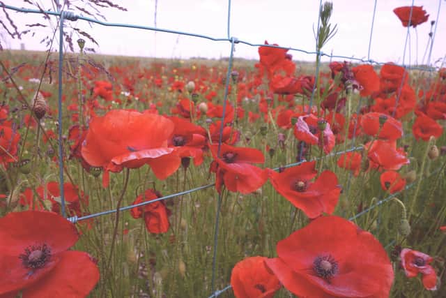 Poppy photo by Kate Sears on Unsplash