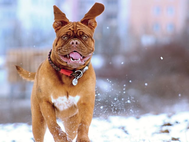 Many Mastiff owners will know that, while their pet will eventually do what's asked of them, they'll take their time over it. It's this ponderous nature that perhaps explains their reputation for a lack of smarts.