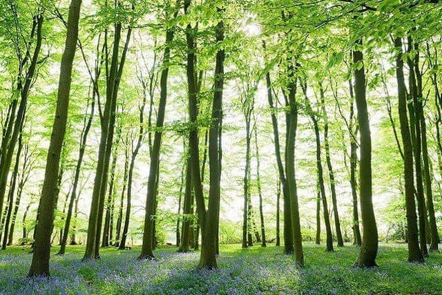 Have your say on how the Council plans to manage and enhance tree and woodland across West Northants.
