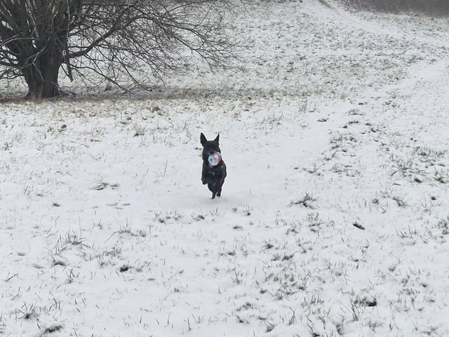 Spot the dog...