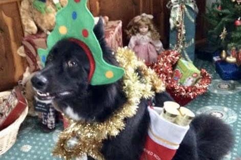 "When we left our dog Major with my mother for the afternoon."