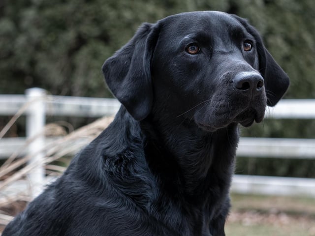 Labradors, or Labrador Retrievers, have a price tag of more than £1,200.