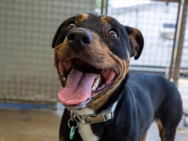 Zola is a stunning athletic 18-month-old rottie/Staffie mix. She is very affectionate and would love an active home. She is reactive to other animals and training sessions would be beneficial