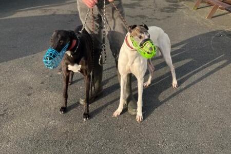 Kelly and Seamus are retired Greyhounds, aged four years. They each need to be the only dog in the home, although they do not mind walking alongside other dogs.