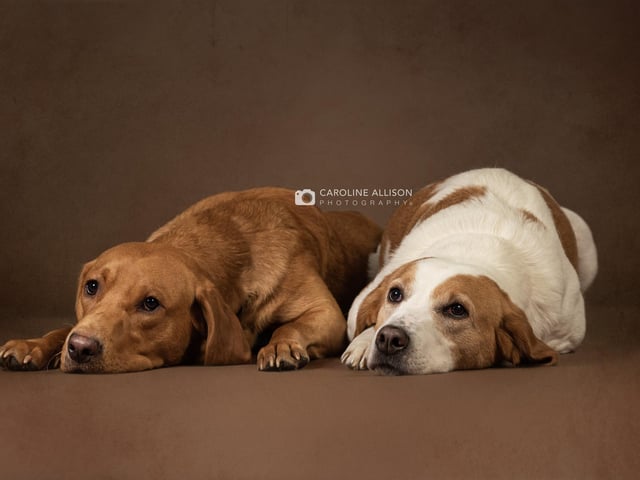Susie, a six-year-old Greek rescue, and Bruno, a one-year-old Fox Red Labrador, pictured by Caroline.