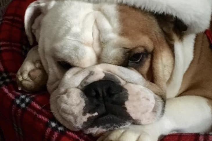 Nine-year-old George the English Bulldog.