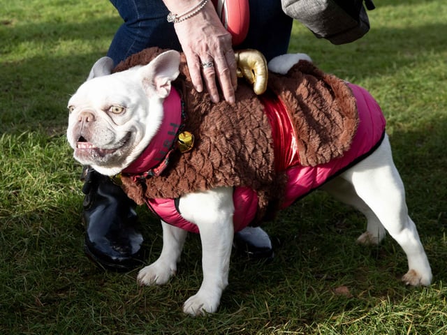 Around 60 French Bulldogs dressed in festive outfits for the annual Christmas walk at Hunsbury Country Park on Sunday December 15.