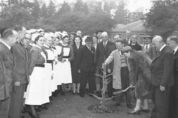 Tree planting with nurses