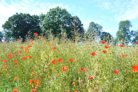 West Northamptonshire Council is taking the lead on fresh plans to halt the decline of local habitats, joining up with partners to produce a Local Nature Recovery Strategy (LNRS).