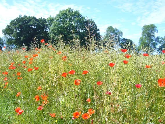 West Northamptonshire Council is taking the lead on fresh plans to halt the decline of local habitats, joining up with partners to produce a Local Nature Recovery Strategy (LNRS).