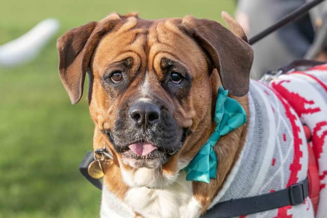 The popular event saw more than 100 dogs walked around Bradlaugh Fields in Northampton on Sunday (December 22).