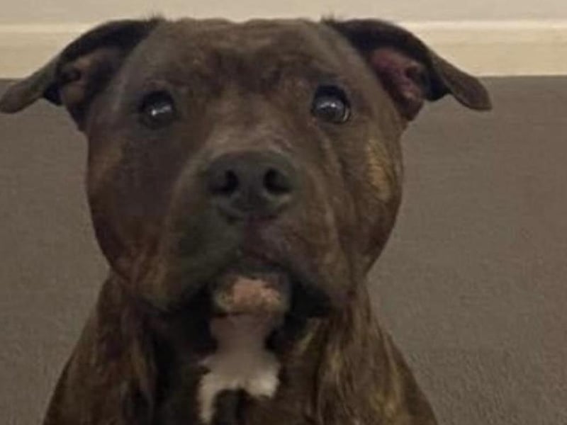 Bella is a stunning five-year-old Staffie lady. She has lived with other dogs and sensible older children in the past. Bella would love to live in an active home with a secure garden.