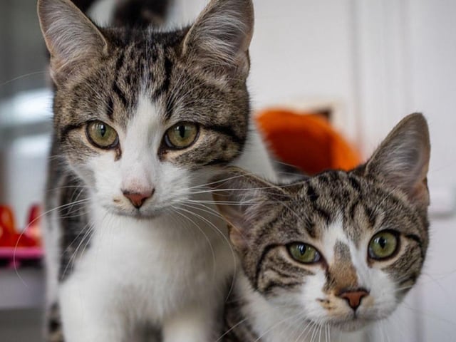 A purr-fect pair of cats