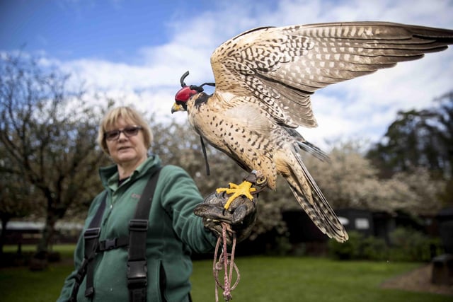 Jo Askew of Icarus Falconry.