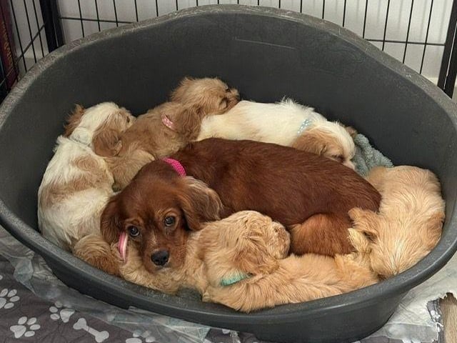 The cheese babies