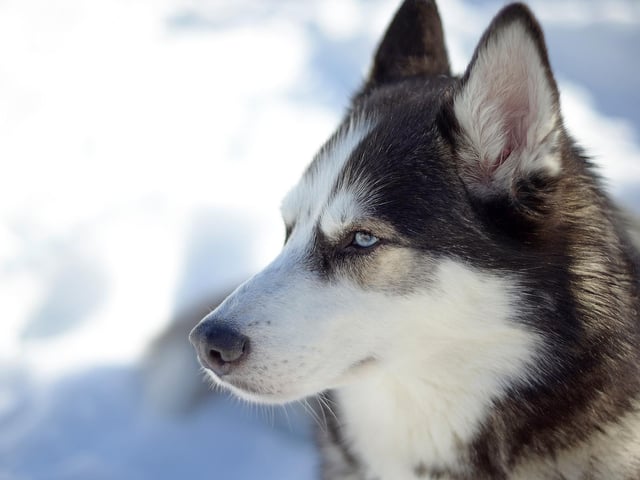 A Siberian Husky has an average price tag of £856.