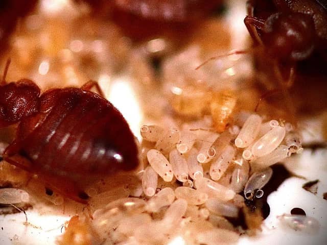 A bed bug infestation can be a serious problem and it's best to act quickly/Getty