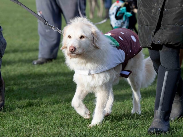 The popular event saw more than 100 dogs walked around Bradlaugh Fields in Northampton on Sunday (December 22).