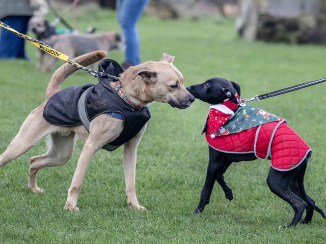 The popular event saw more than 100 dogs walked around Bradlaugh Fields in Northampton on Sunday (December 22).