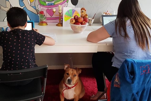 Sonia Vallance sent us this picture of her son and daughter getting a little assistance as they work at home.
