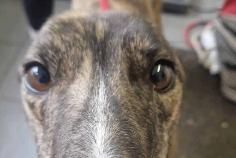 Dakota is a lovely super friendly brindle greyhound lad aged three years. He would be fine to live with sensible children, and other large dogs but no cats or small furries. A home with a secure garden is essential