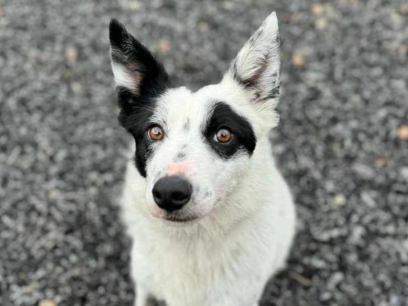 Watt is a very handsome three-year-old deaf collie, currently learning sign language. He loves other dogs, is housetrained, he loves to dig and walks nicely on the lead. He can be destructive, this seems to be frustration so an active understanding home willing to work with him will be rewarded with the most loyal friend