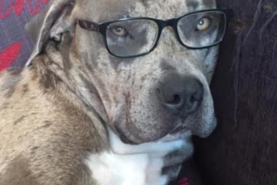 Maverick pictured.