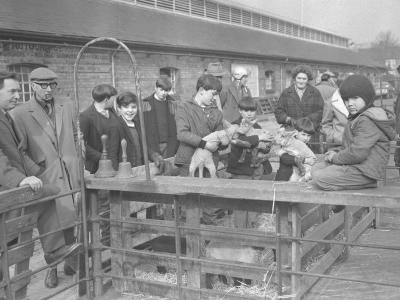 Cattle Market resumed, March 9 , 1968