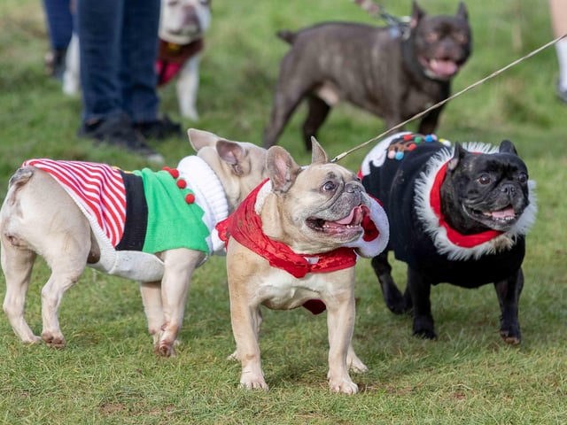 Around 60 French Bulldogs dressed in festive outfits for the annual Christmas walk at Hunsbury Country Park on Sunday December 15.