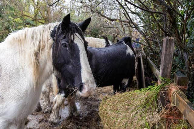The stranded horses in Wellingborough