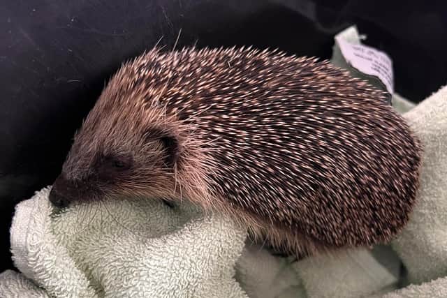 One of the hedgehogs being looked after by Animals In Need in Little Irchester